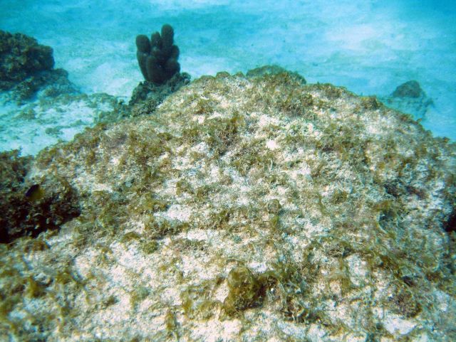 Filamentous algae Picture