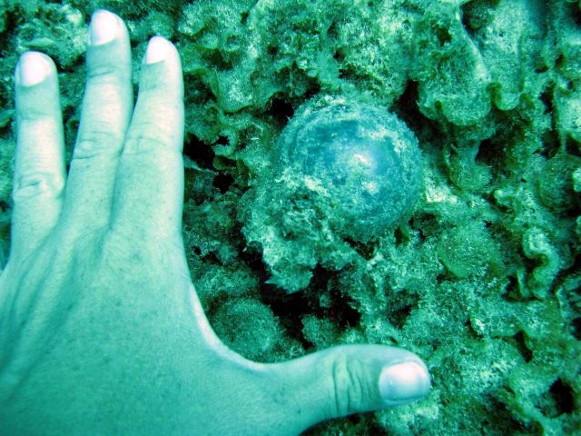 Algae - Ventricaria sp. Picture