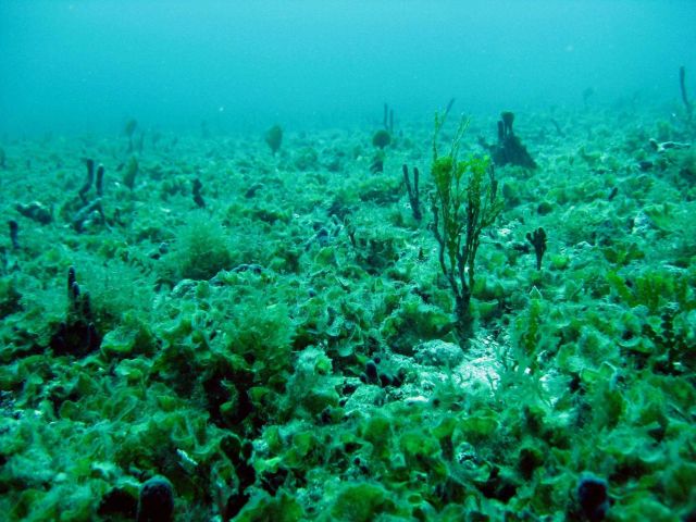 Encrusting fan-leaf algae (Lobophora sp.) Picture
