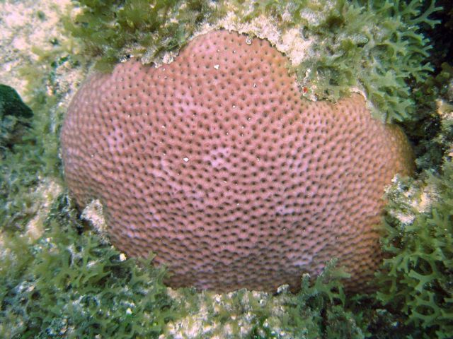 A massive starlet coral (Siderastrea siderea) surrounded by Y branched algae (Dictyota sp.) Picture