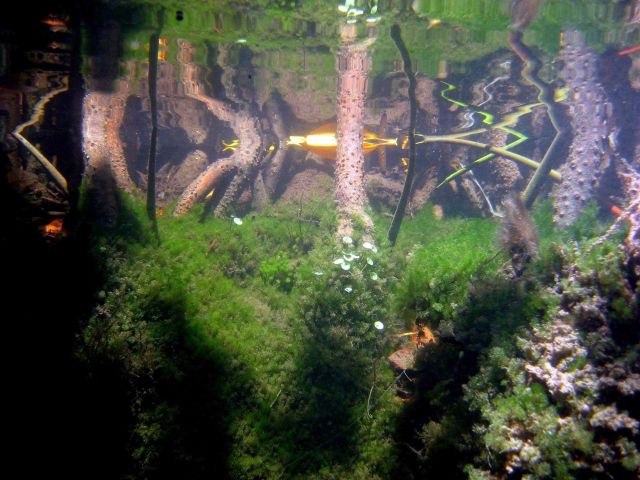 A bizarre reflection from the air-water surface turns this image into modern art Picture
