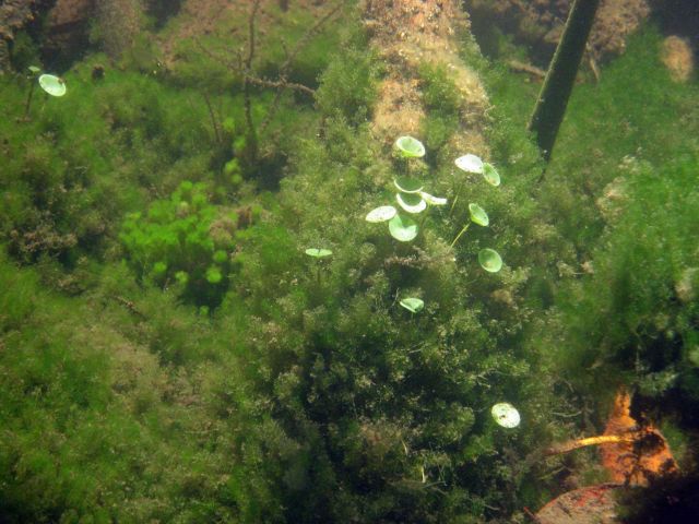 Mermaid's wine glass (Acetabularia sp.) surrounded by Caulerpa sp. Picture