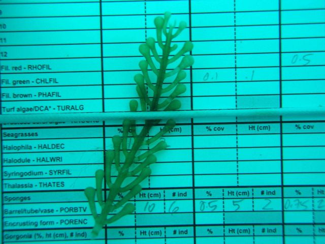 Caulerpa sp. Picture