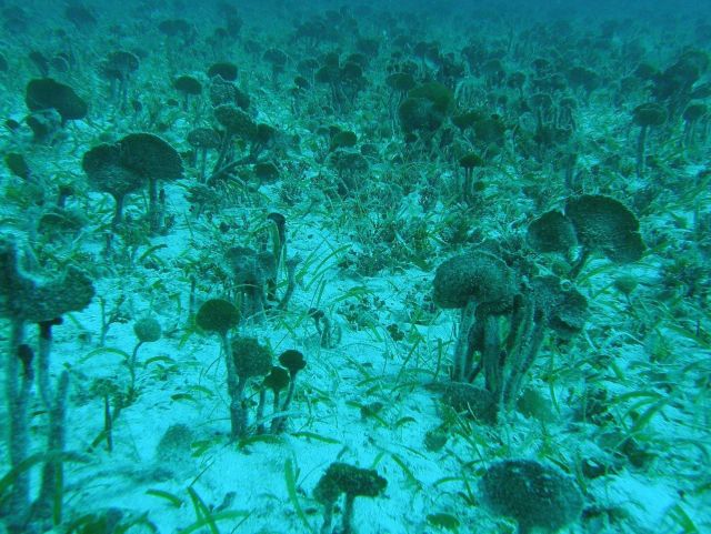 Mermaid's fans (Udotea sp.) Picture
