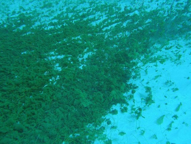 Ulva sp. Picture