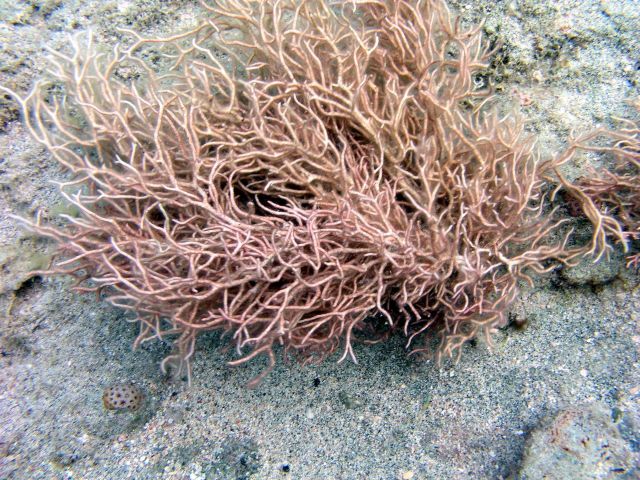 Trichogloea sp. Picture