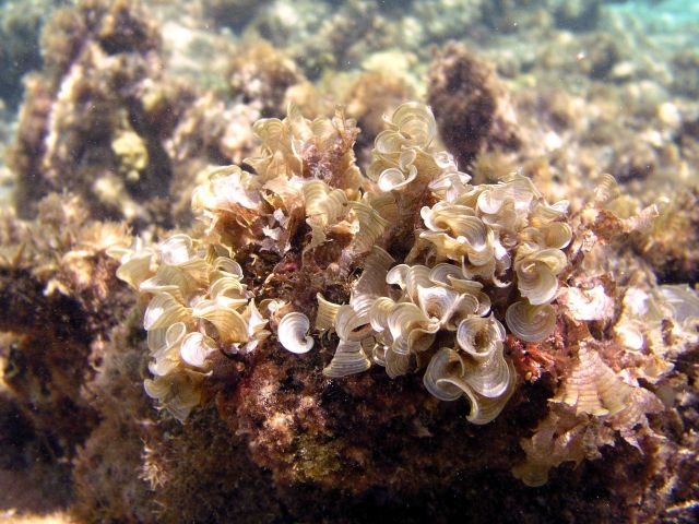 Padina sp. Picture
