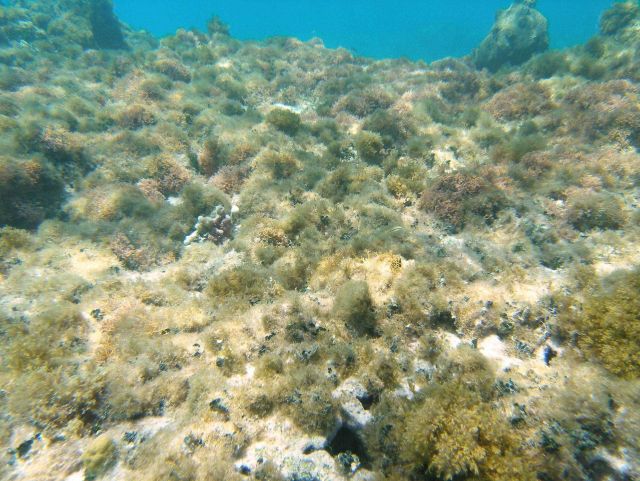 Amphiroa sp Picture