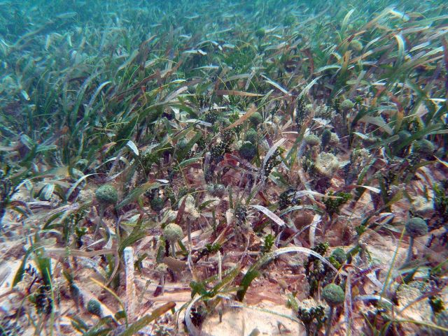 Halimeda sp., Penicillus sp., manatee grass (Syringodium isoetifolium), and turtle grass (Thalassia testudinum) Picture