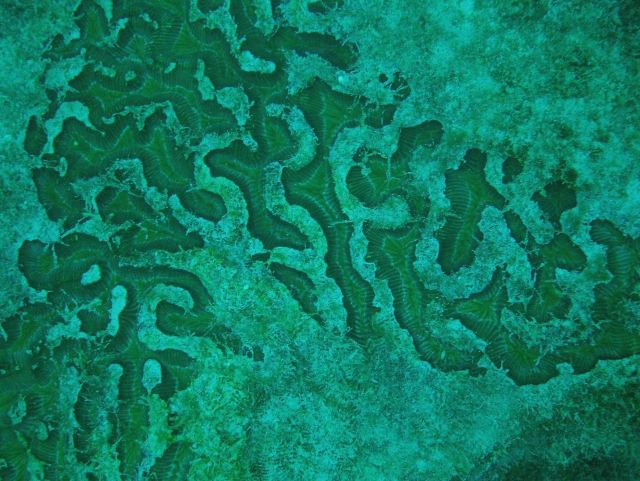 Boulder brain coral (Colpophyllia natans) and turf algae. Picture