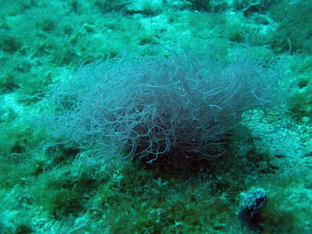 Trichogloea Picture