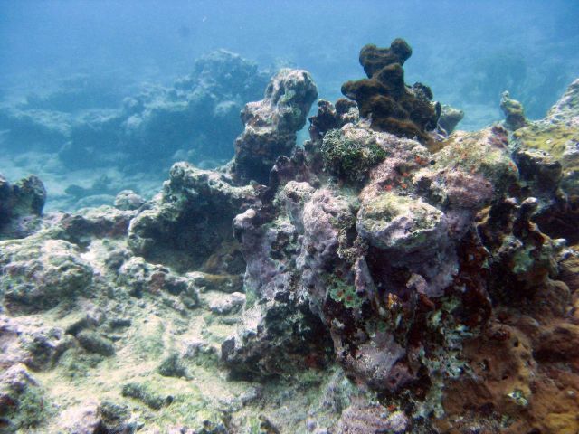 Crustose coralline algae covering a rock outcrop. Picture