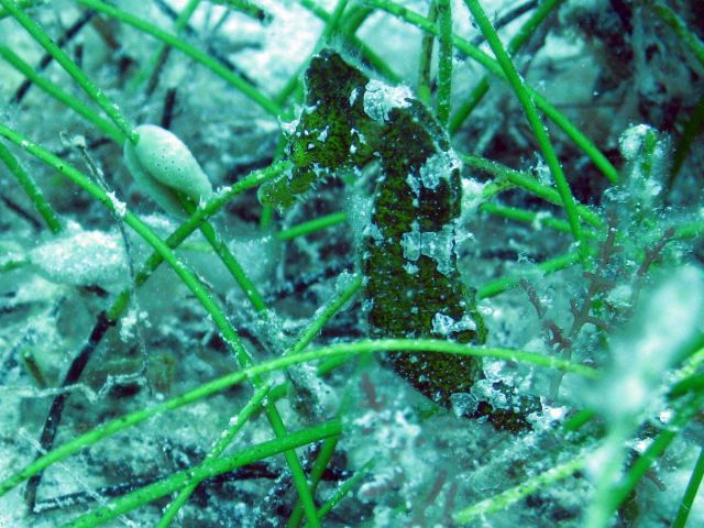 Longsnout seahorse (Hippocampus reidi) Picture