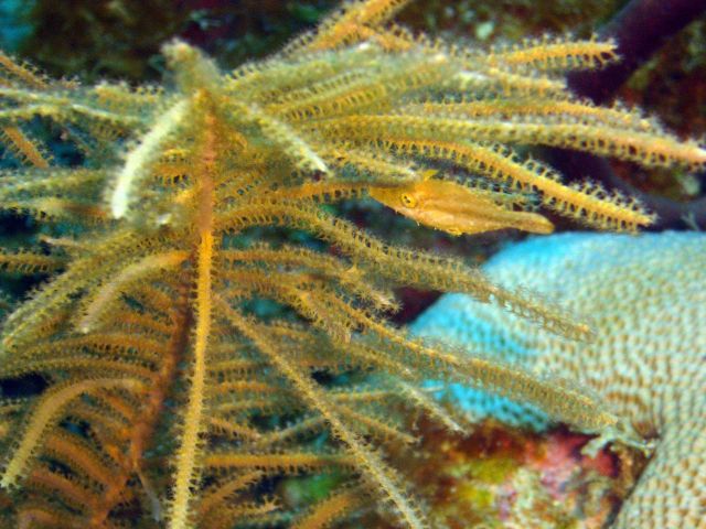 Gorgonacea plumes/rods/whip commonly called sea plumes, sea rods, and sea whips Picture