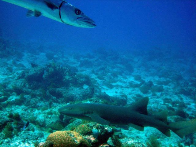 Great barracuda (Sphyraena barracuda) and nurse shark (Ginglymostoma cirratum) Picture