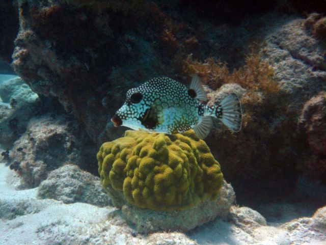 Smooth trunkfish (Lactophrys triqueter) and mustard hill coral (Porites astreoides) Picture