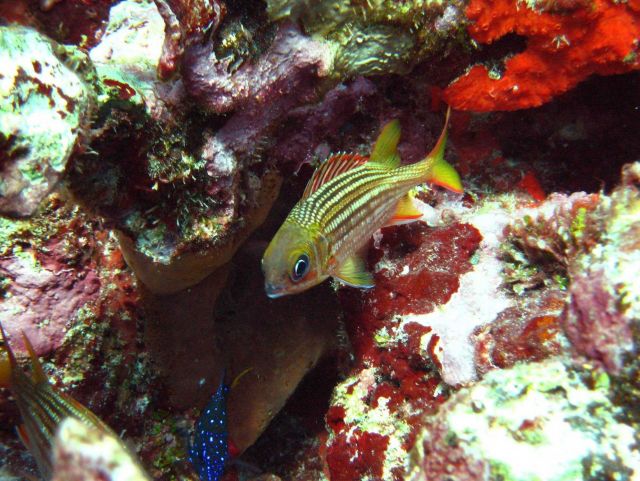 Yellowtail damselfish (Microspathodon chrysurus) - the blue and white juvenile fish; dusky squirrelfish (Sargocentron vexillarium; a brown encrusting  Picture