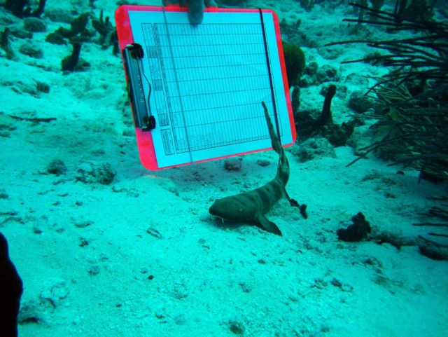 A juvenile nurse shark (Ginglymostoma cirratum) Picture