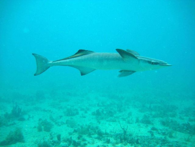 Common remora (Remora remora) Picture