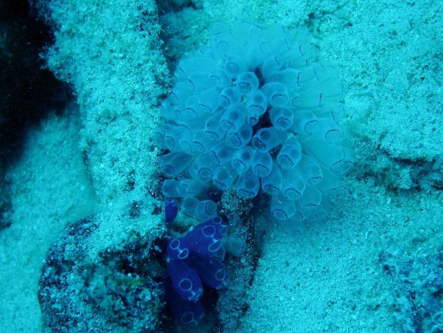 Tunicates (Ascidiacea sp.) Picture