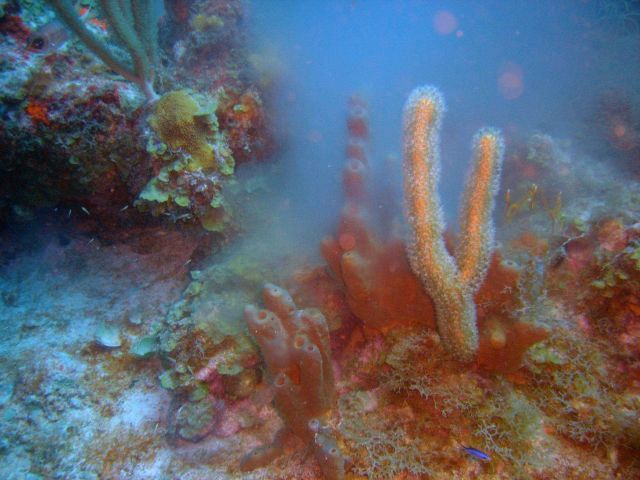 Barrel/tube sponge (Porifera spp) behind small orange octocoral. Picture