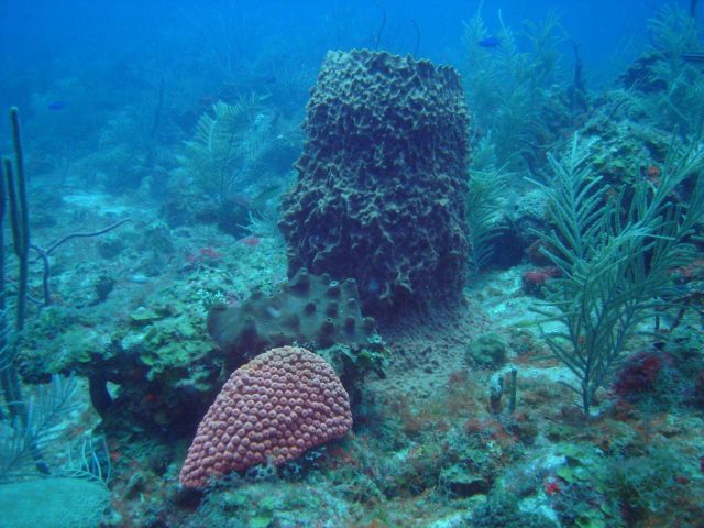 Great star coral (Montastraea cavernosa) in the foreground and a large barrel sponge and a smaller encrusting sponge (Porifera spp) behind the coral. Picture