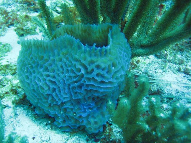 Barrel sponge (Porifera sp.) Picture