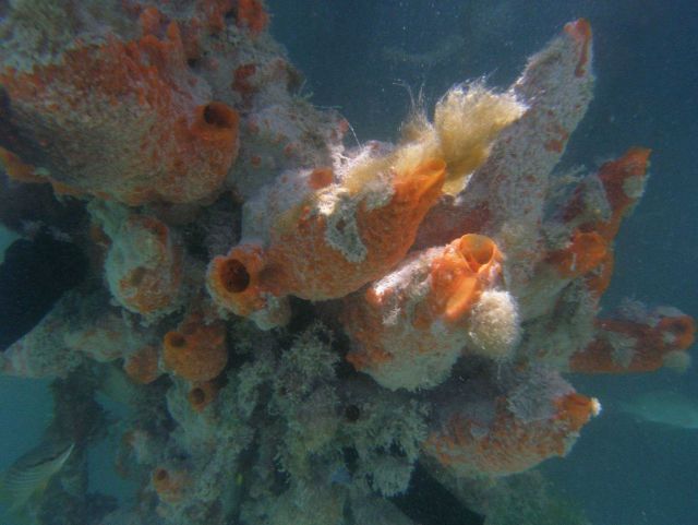 Sponge (Porifera spp.) Picture