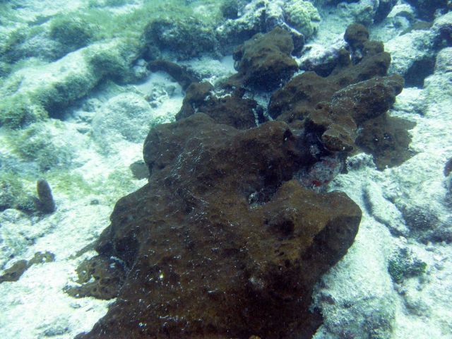 Black encrusting sponge (Porifera sp) Picture