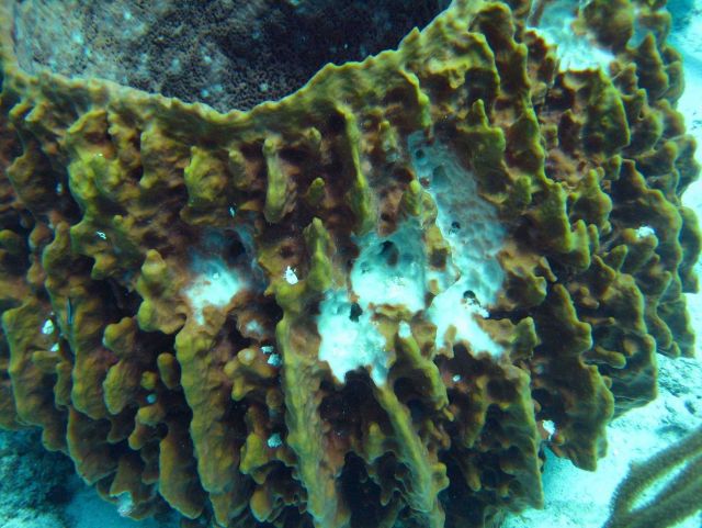 Brown barrel sponge (Porifera sp.) Picture