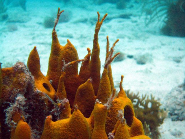Orange barrel/tube sponge (Porifera sp.) Picture