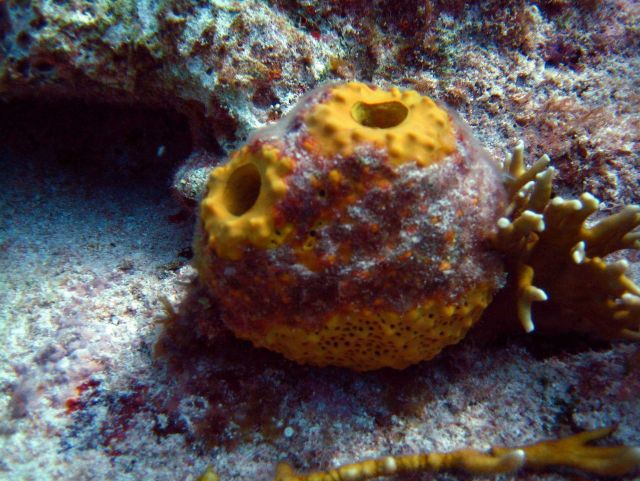 Barrel/tube sponge (Porifera sp.) Picture