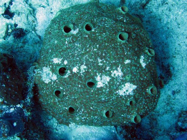 Encrusting sponge (Porifera sp.) Picture