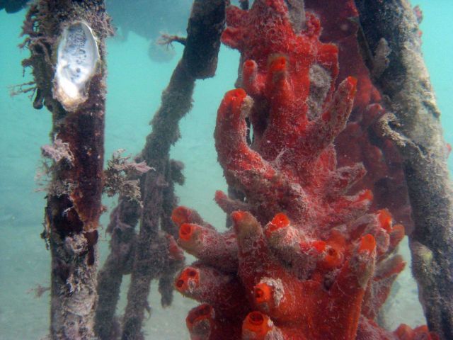 Striking red sponge (Porifera sp.) on mangrove prop roots. Picture