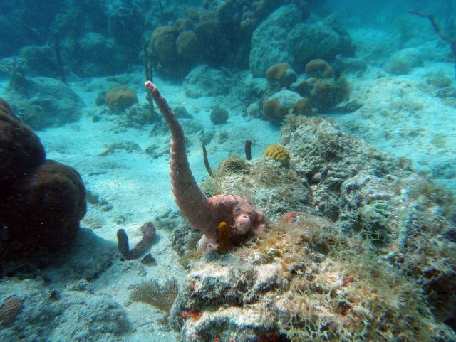 Sponge (Porifera sp.) bearing resemblance to an elephant's trunk. Picture