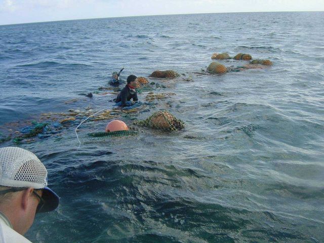 Cod end of a trawl net that weighed over 5000 pounds Picture