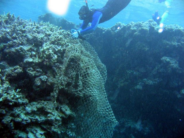 Snorkeler removing entangled net from coral Picture