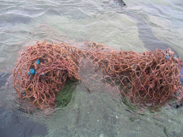 Derelict net on surface after removal from reef. Picture