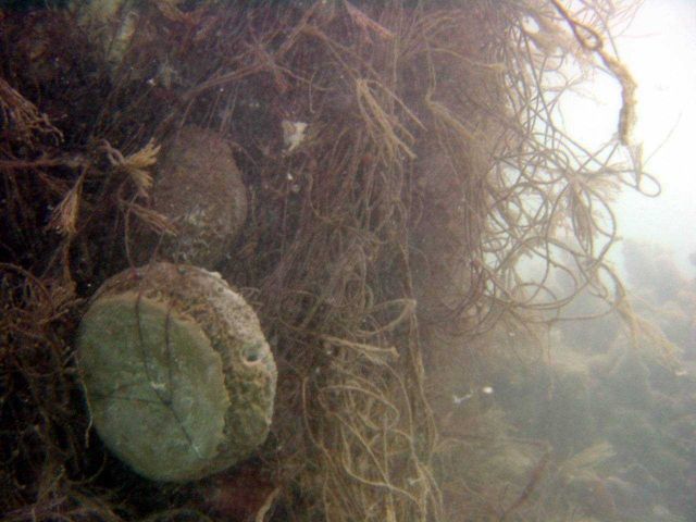 Whale vertebrae wrapped up in derelict net Picture