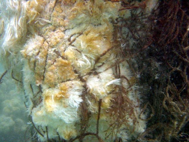 Whale flesh entangled in derelict net. Picture