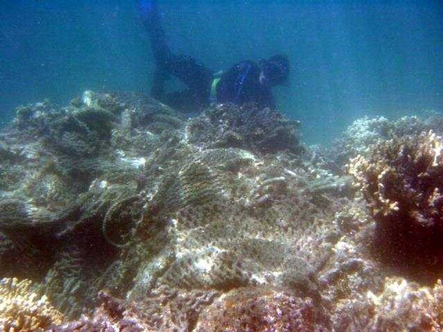 Snorkeler removing entangled net from coral Picture