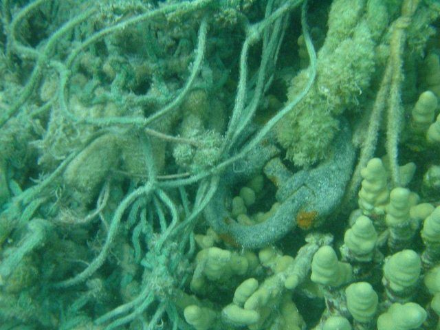 Derelict net entangled on reef with steel shackle that could cause reef damage. Picture