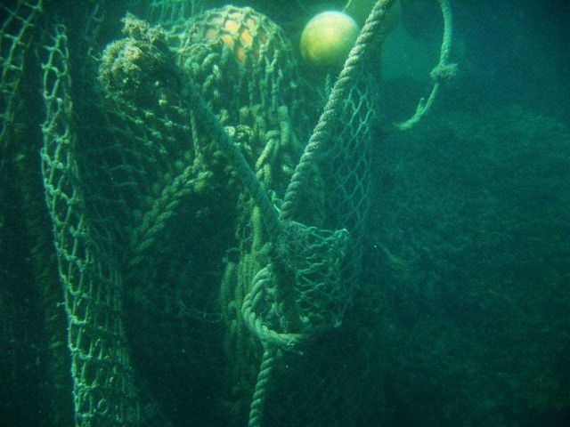 Large derelict net entangled on reef. Picture