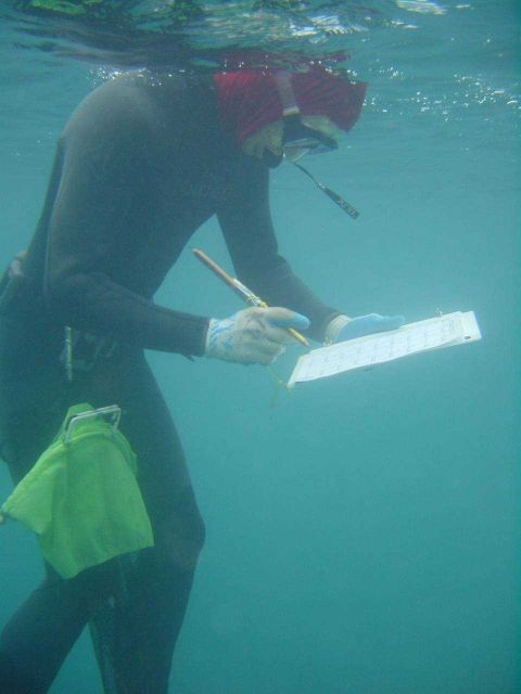 Scientist snorkeler gathering data on the effects of derelict nets on coral reefs. Picture