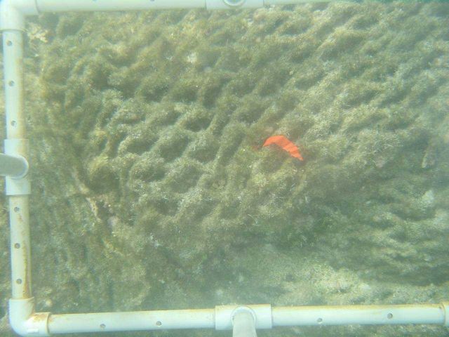 Coral reef study area for determining the effects of derelict nets Picture