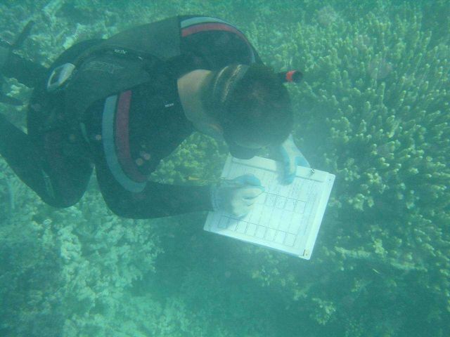 Scientist diver studying effects of derelict nets on coral reefs. Picture