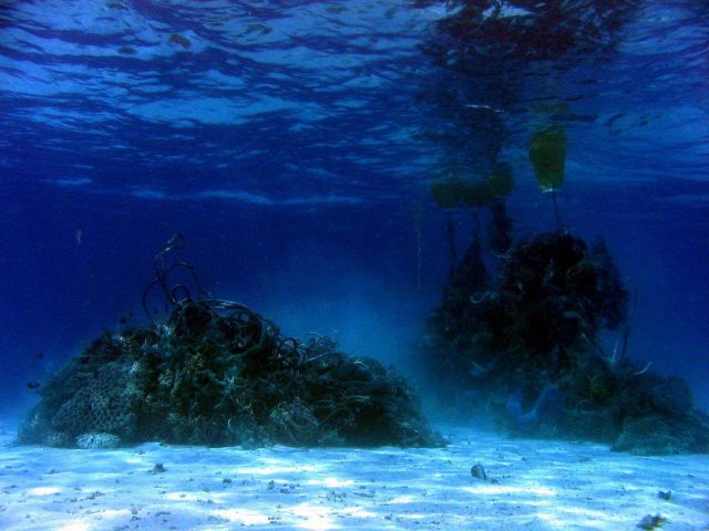 Derelict net debris after cutting apart and floating free portion to surface. Picture