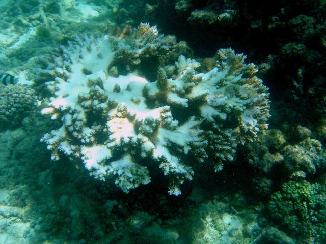 Coral bleaching Picture