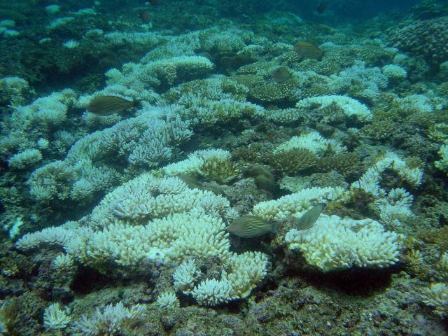 Coral bleaching Picture