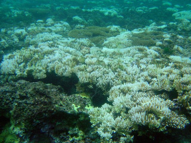 Coral bleaching Picture